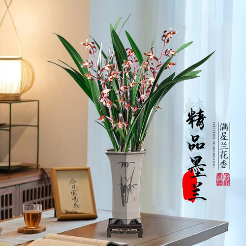 精选墨兰花苗特级名贵兰花浓香