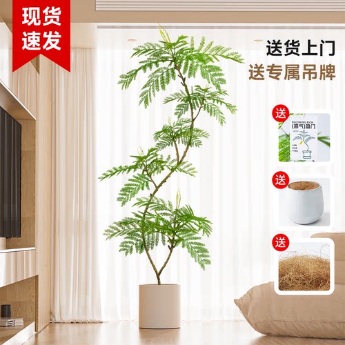 【高端轻奢】仿真蓝花楹可凹造型