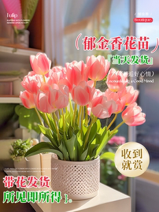 郁金香成品苗郁净香种球带花苞水培土培发芽室内花卉鲜花种苗盆栽