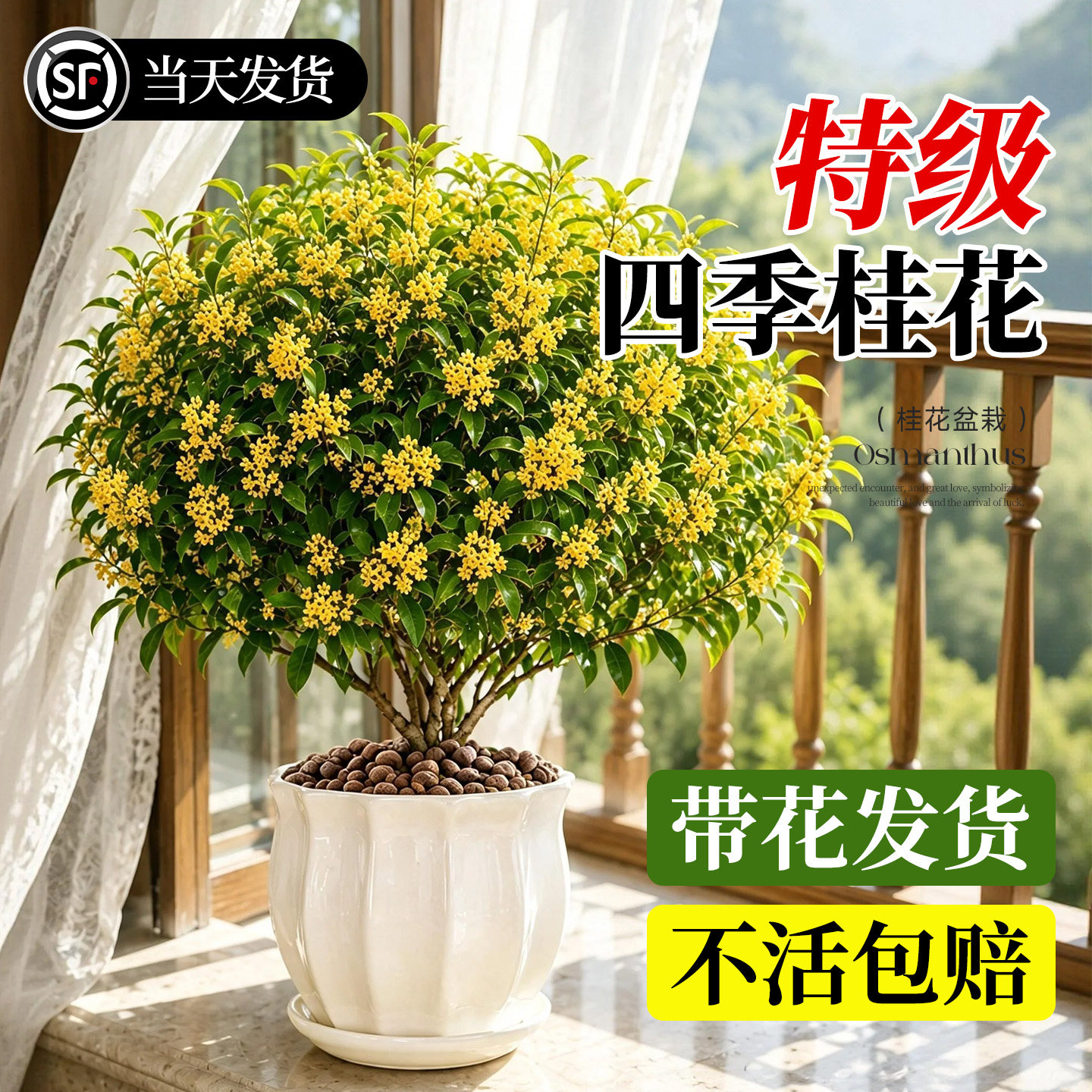 【四季桂】特级桂花盆栽不活包赔图片