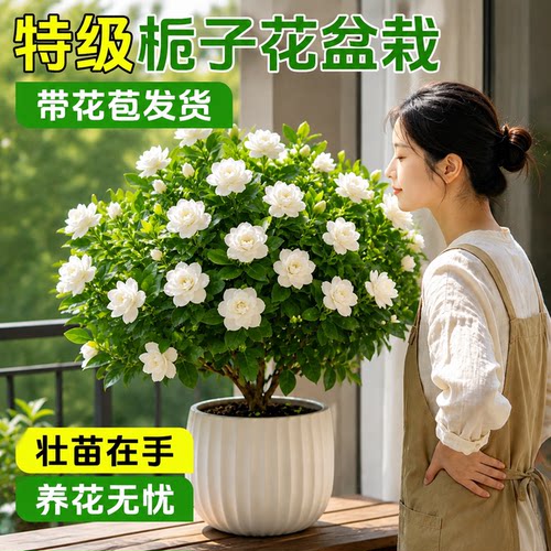 【带花苞】栀子花盆栽新手好养