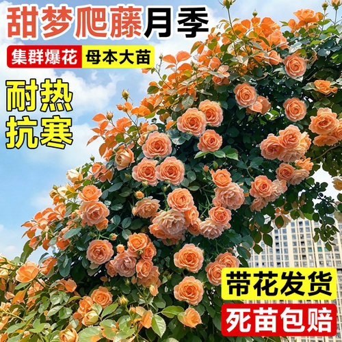 蓝色阴雨月季蔷薇爬藤带花发货