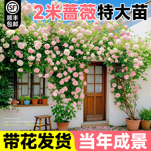 【2米爬藤特大苗】蔷薇当年成景