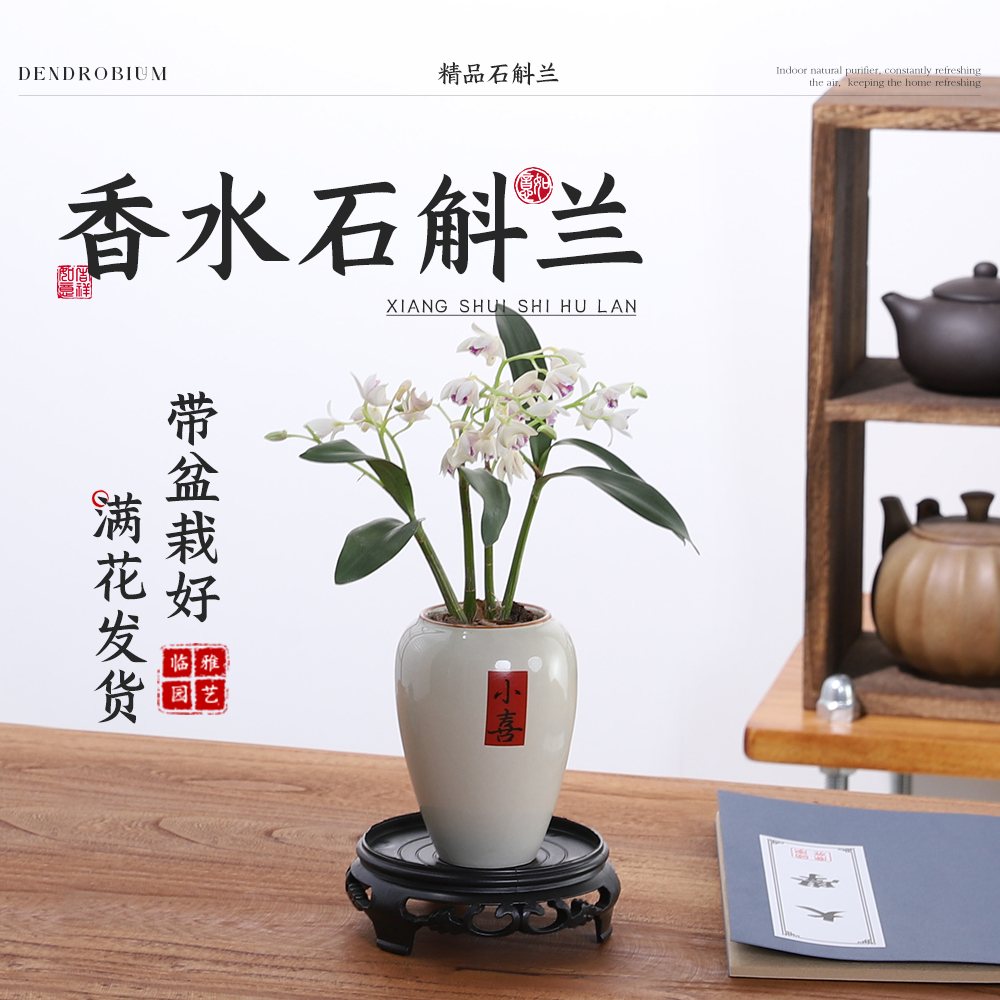 香水石斛兰盆栽带花盆景老桩绿植浓香型花卉植物室内好养易活禅意
