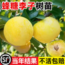 蜂糖李子树苗水果树果苗盆栽南北方种植冰糖红心三华李新品 种贵州