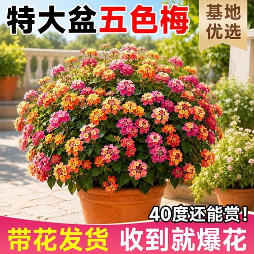 带花带盆五色梅耐热耐晒