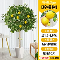 [Вечнозеленые фрукты в любое время года] Лимонное дерево высотой около 1,5-1,7 метра + горшок из алмазной смолы [много ветвей и много фруктов] Бесплатный шелк кокосовой пальмы + поднос + удобрение