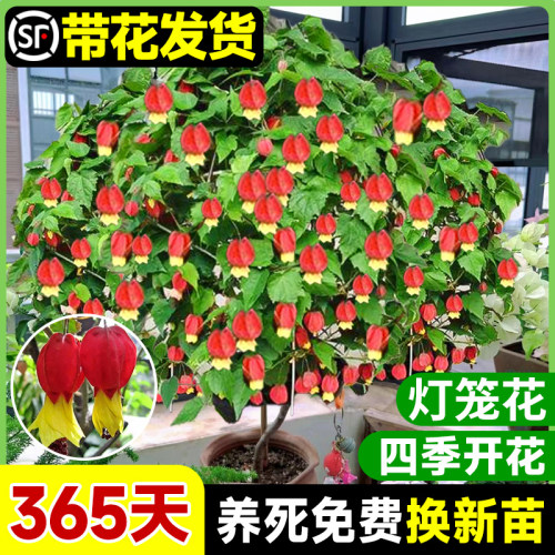 灯笼花盆栽四季开花爬藤植物树苗