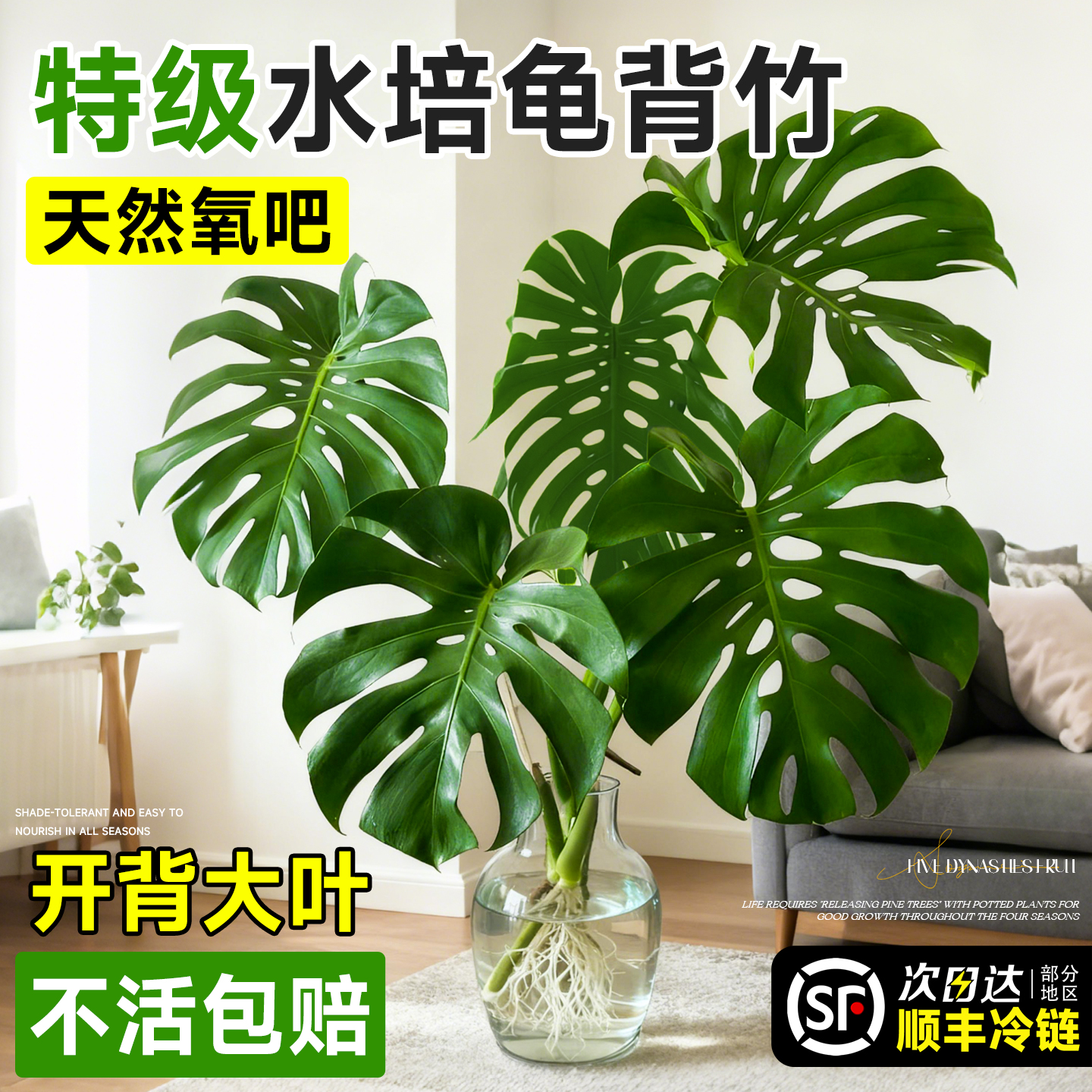 特级水培龟背竹开背大叶不活包赔