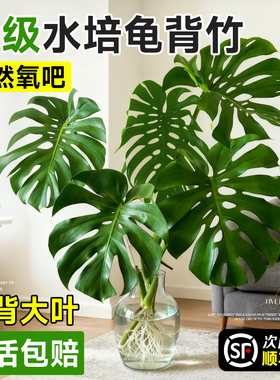 龟背竹水培老桩大叶桌面水养绿植物高级感客厅四季好养易活除甲醛