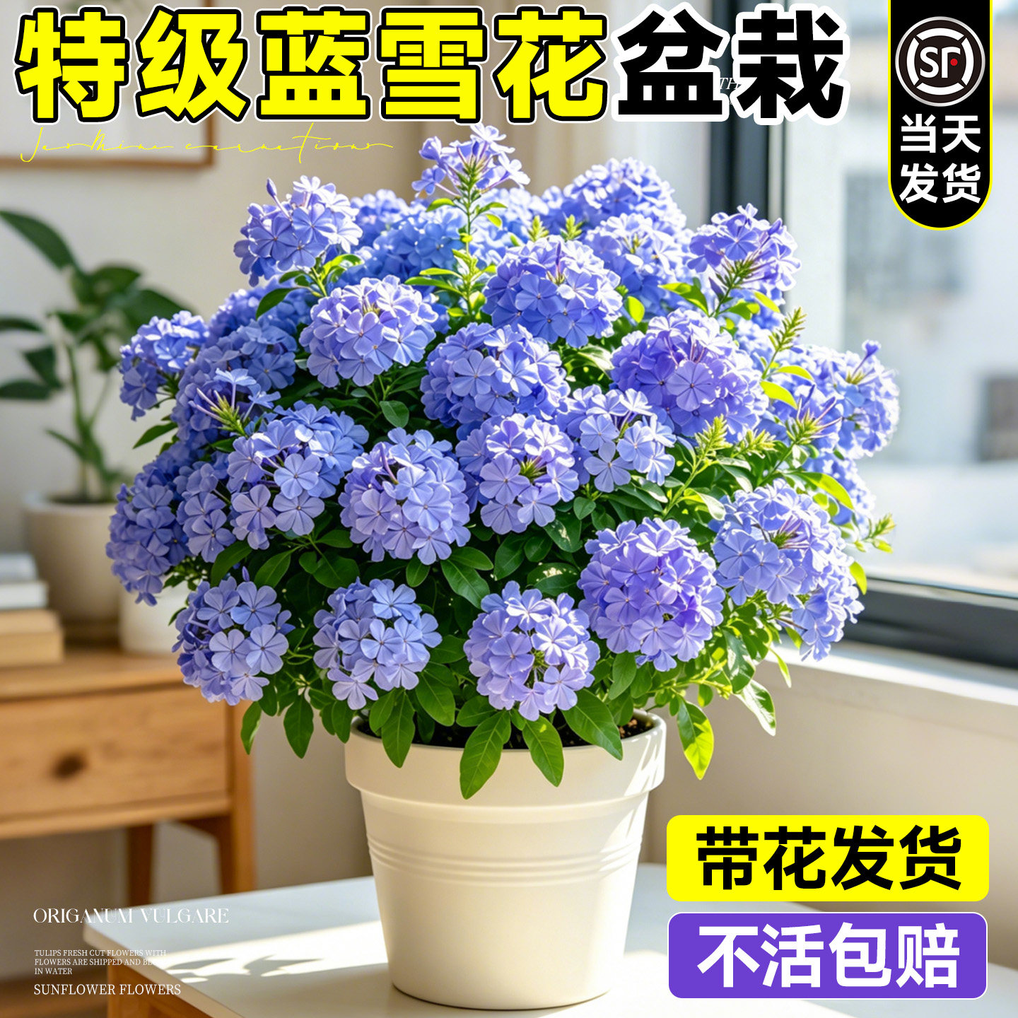 蓝雪花盆栽带花苞棒棒糖老桩花苗四季爬藤特大苗阳台庭院耐热花卉
