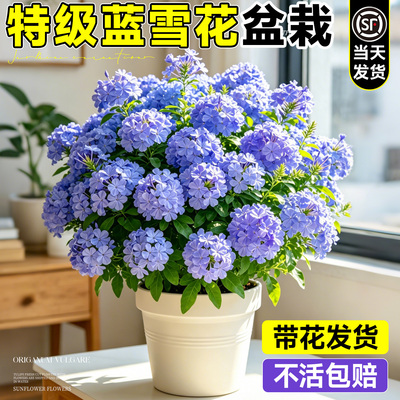 特级蓝雪花盆栽带花苞不活包赔