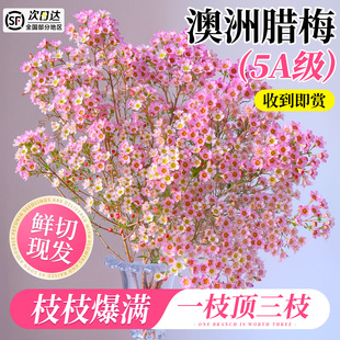 澳洲腊梅鲜花水培鲜枝真花云南基地直发年宵花卉室内过年鲜切花
