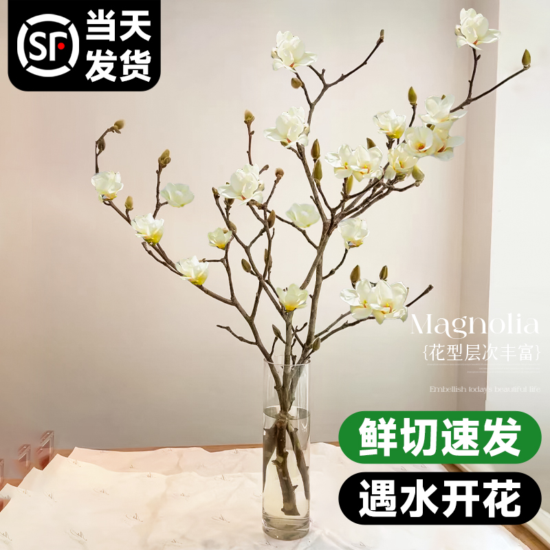 白玉兰盆栽水培花卉室内植物花紫玉兰鲜花客厅桌面绿植带花苞浓香