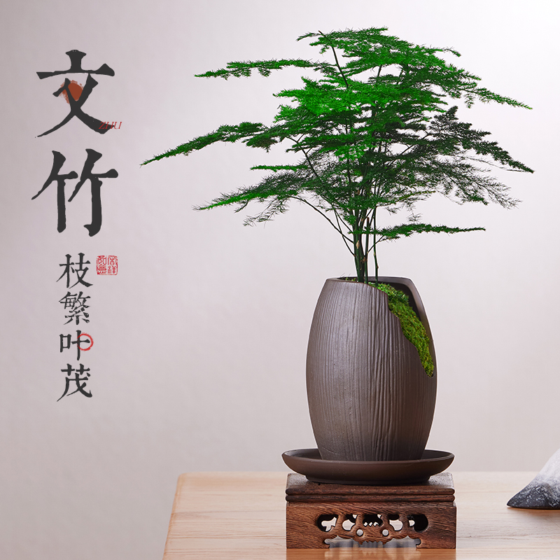 精品文竹四季常青枝繁叶茂桌面植