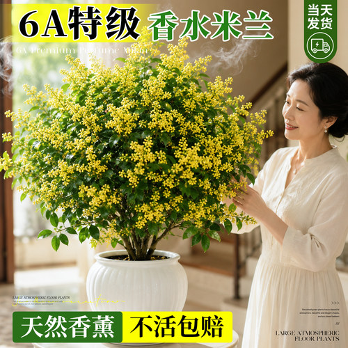 【满屋清香】特级香水米兰包成活