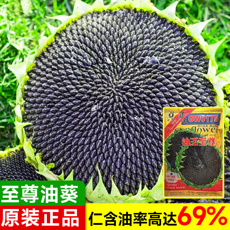 向日葵种孑食用矮杆葵花籽种观赏高杆油葵种子盆栽室外种植太阳花