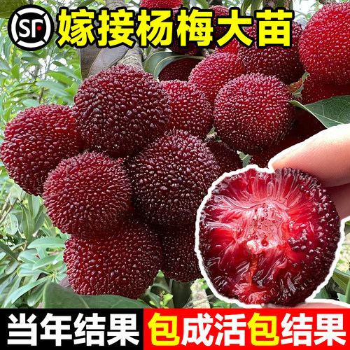 【当年结果】真杨梅树大苗东魁