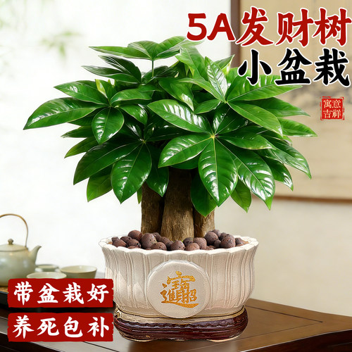 5A发财树小盆栽养死包赔