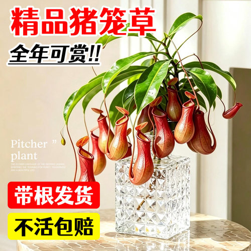 带根发货精品猪笼草食虫植物水培