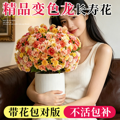 A+级长寿花盆栽带花发货包对版