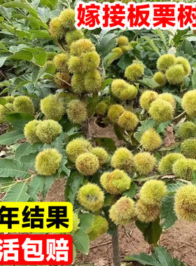 板栗苗树南北方栗子迁西板栗苗大红袍嫁接种植当年结果水果树果苗