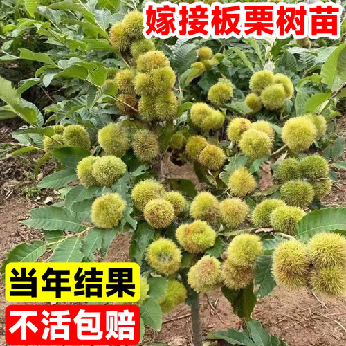 板栗苗树当年结果水果树果苗