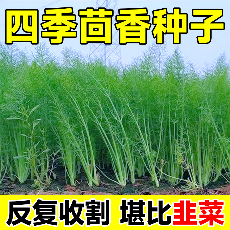 茴香菜种籽四季蔬菜种子高产香菜