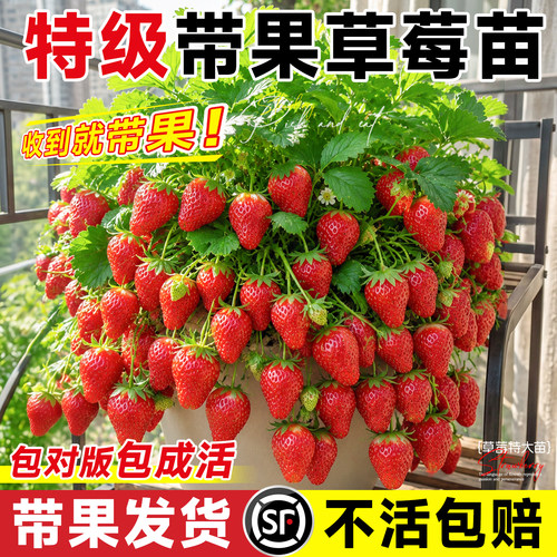 草莓盆栽苗包成活【带果发货】