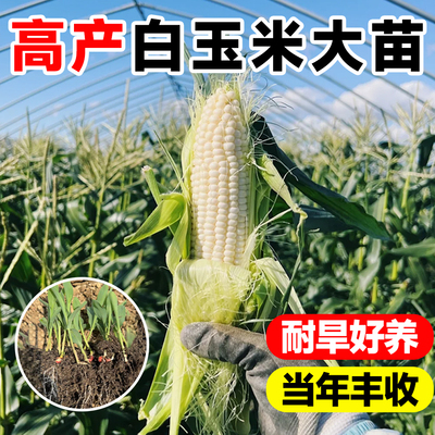 超甜糯白玉米苗四季种植高产