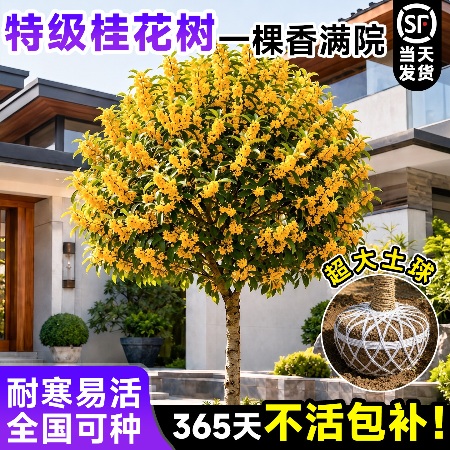 【5A级品质】正宗桂花树苗地栽图片