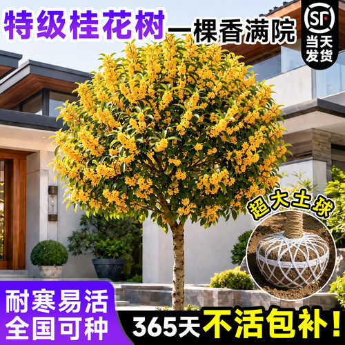 【5A级品质】正宗桂花树苗地栽