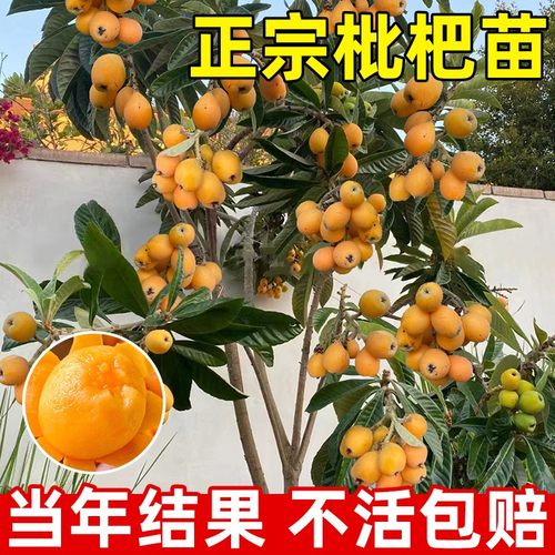 枇杷苗树嫁接南北方庭院四季果苗