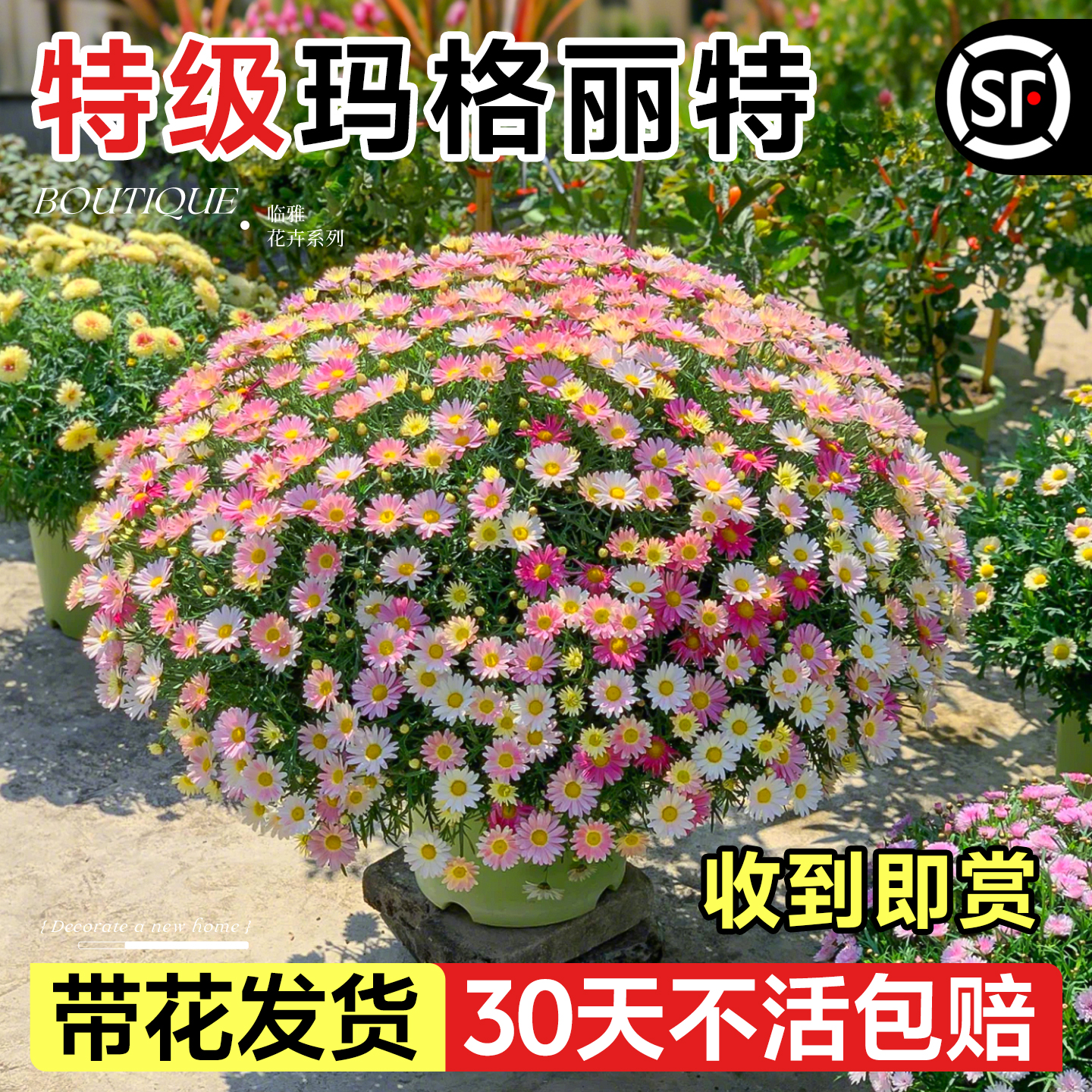 玛格丽特带花盆栽小雏菊糖果室外阳台花园菊花好养活四季花卉植物