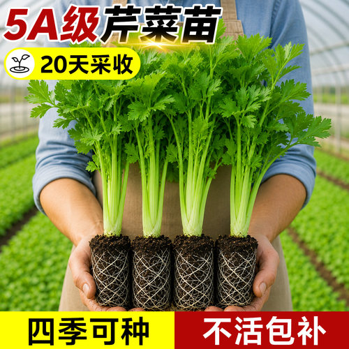 四季阳台芹菜盆栽秧苗