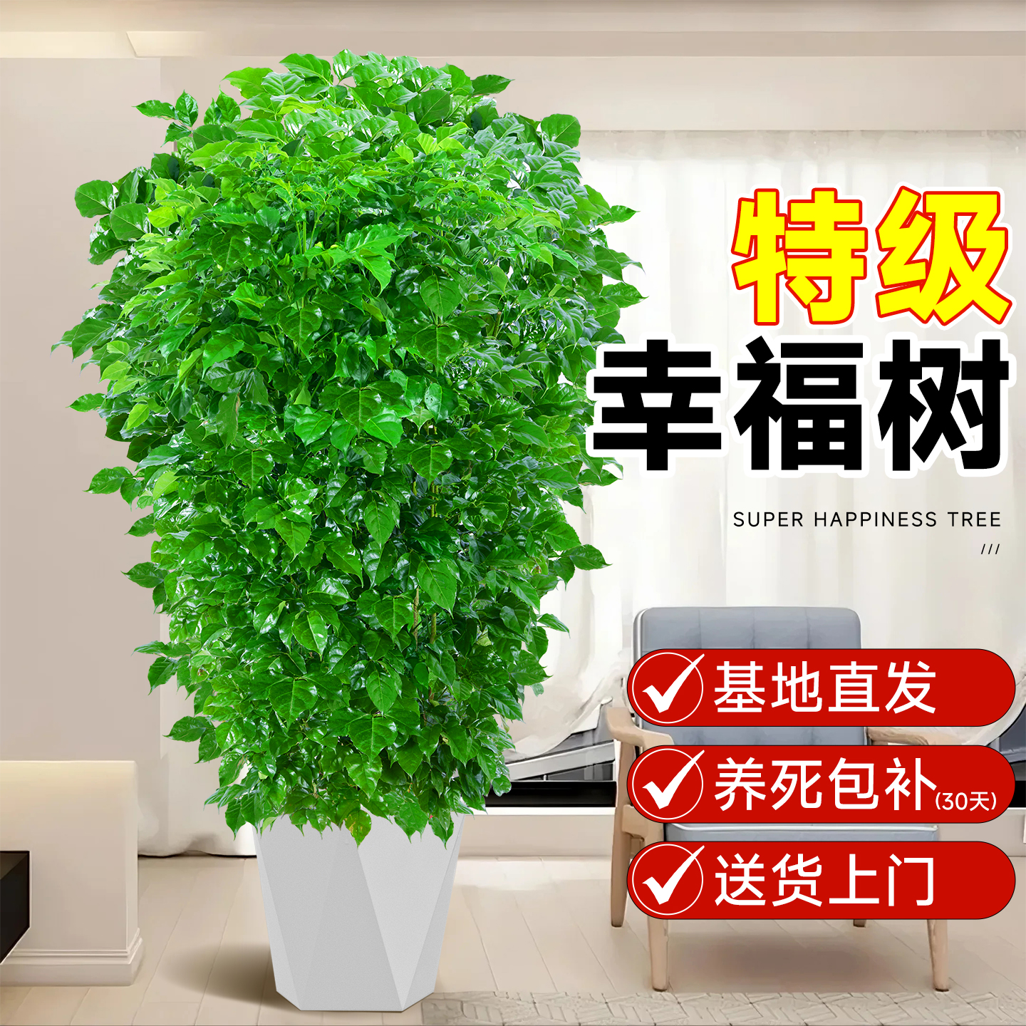 大冠幅【丛生幸福树】四季不落叶