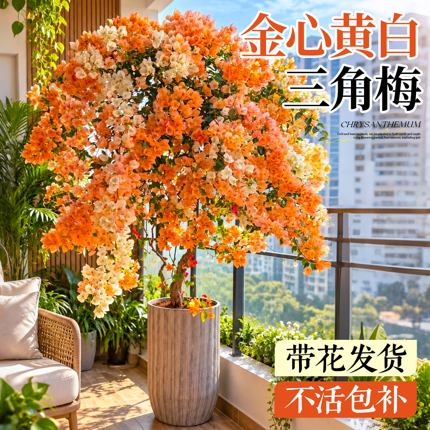 三角梅四季开花好养金心黄白稀有老桩盆栽树苗带花苞发货爬藤植物