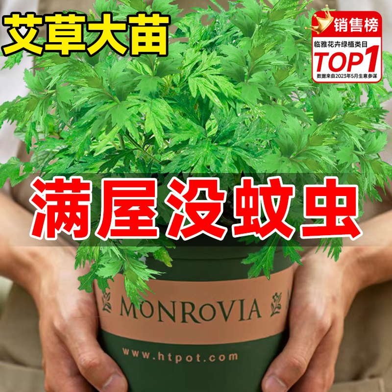 艾草苗驱蚊植物食用香草新鲜好养室内外阳台绿植盆栽防虫小叶艾蒿-封面