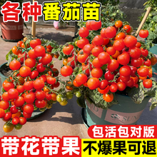 带花带果番茄苗矮生黑珍珠西红柿瀑布番茄苗秧阳台室内外水果盆栽