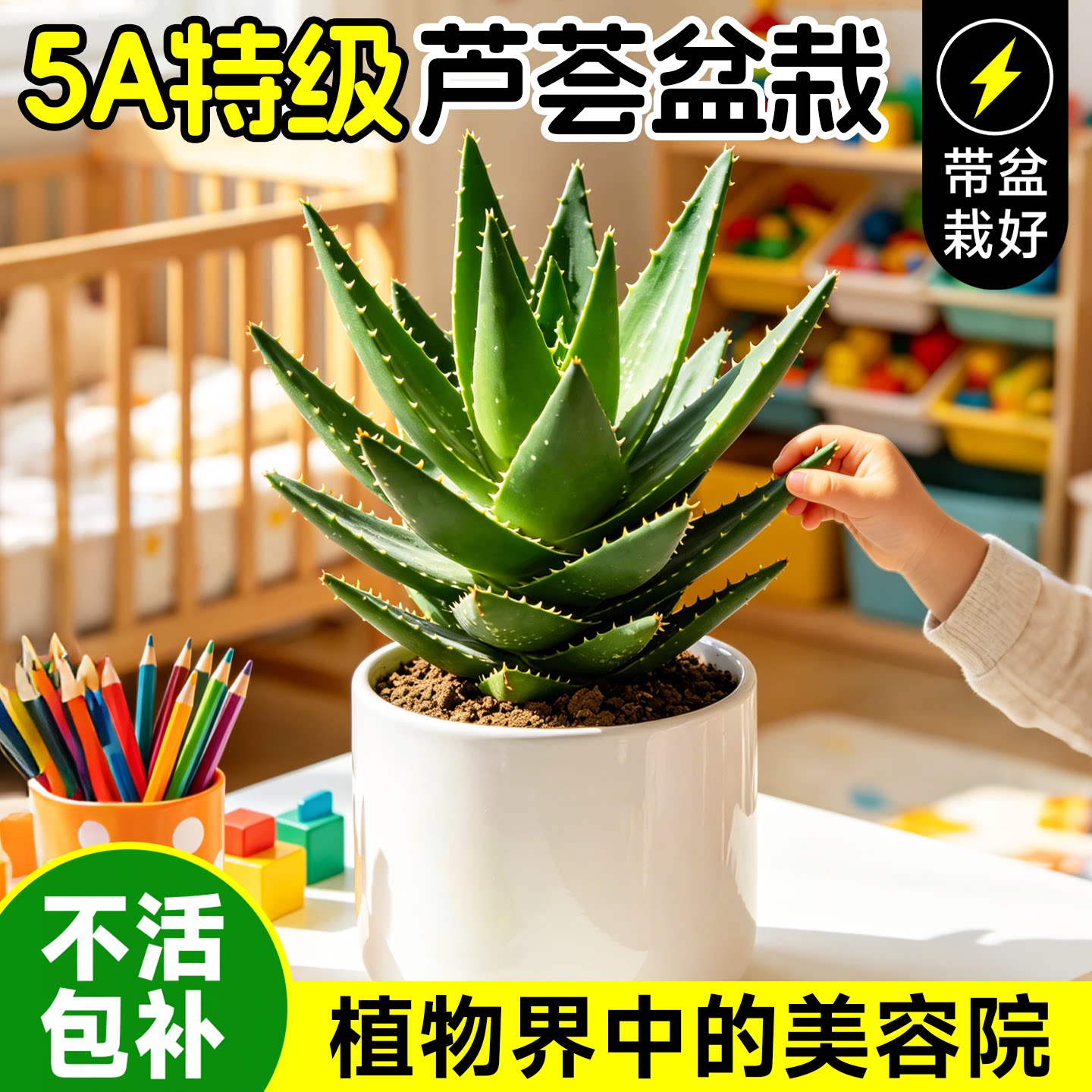 芦荟盆栽美容可食用室内绿植库拉索吸甲醛多肉植物办公室四季好养