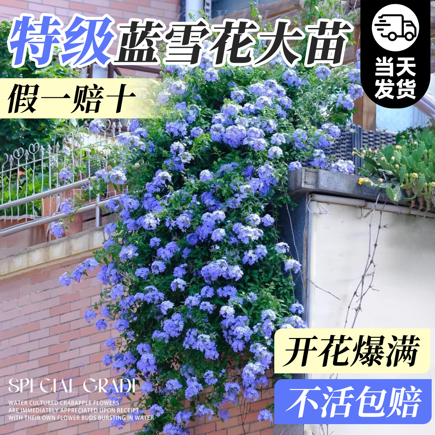 蓝雪花盆栽带花苞花苗爬藤植物棒棒糖四季特大苗阳台庭院耐热植物