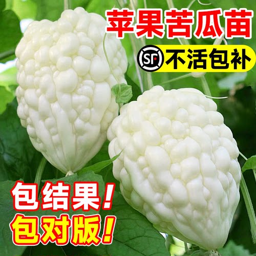 【抗病高产】苹果苦瓜苗