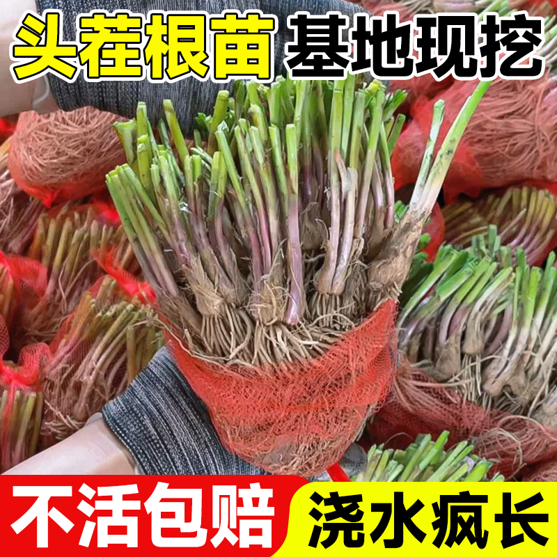 紫根韭菜根苗新鲜头茬苗不活包赔