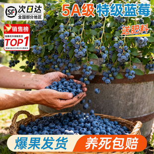 蓝莓树果苗盆栽特大号室内外蓝梅苗地栽阳台四季南北方种植果树苗
