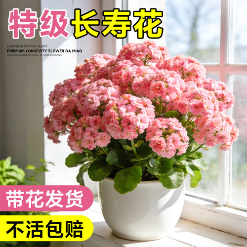 【带花发货】长寿花不活包赔