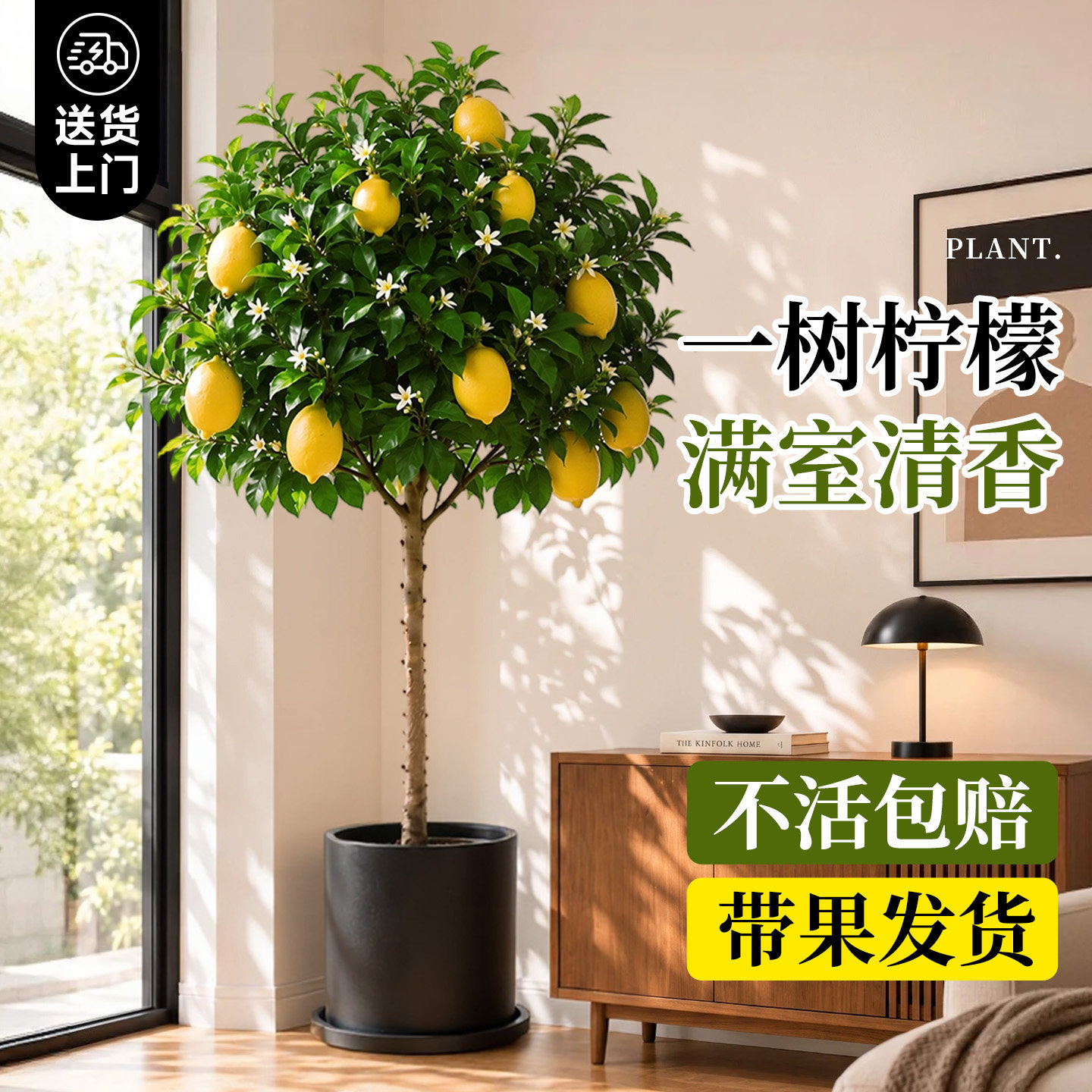 香水柠檬树盆栽带果直发四季好养										