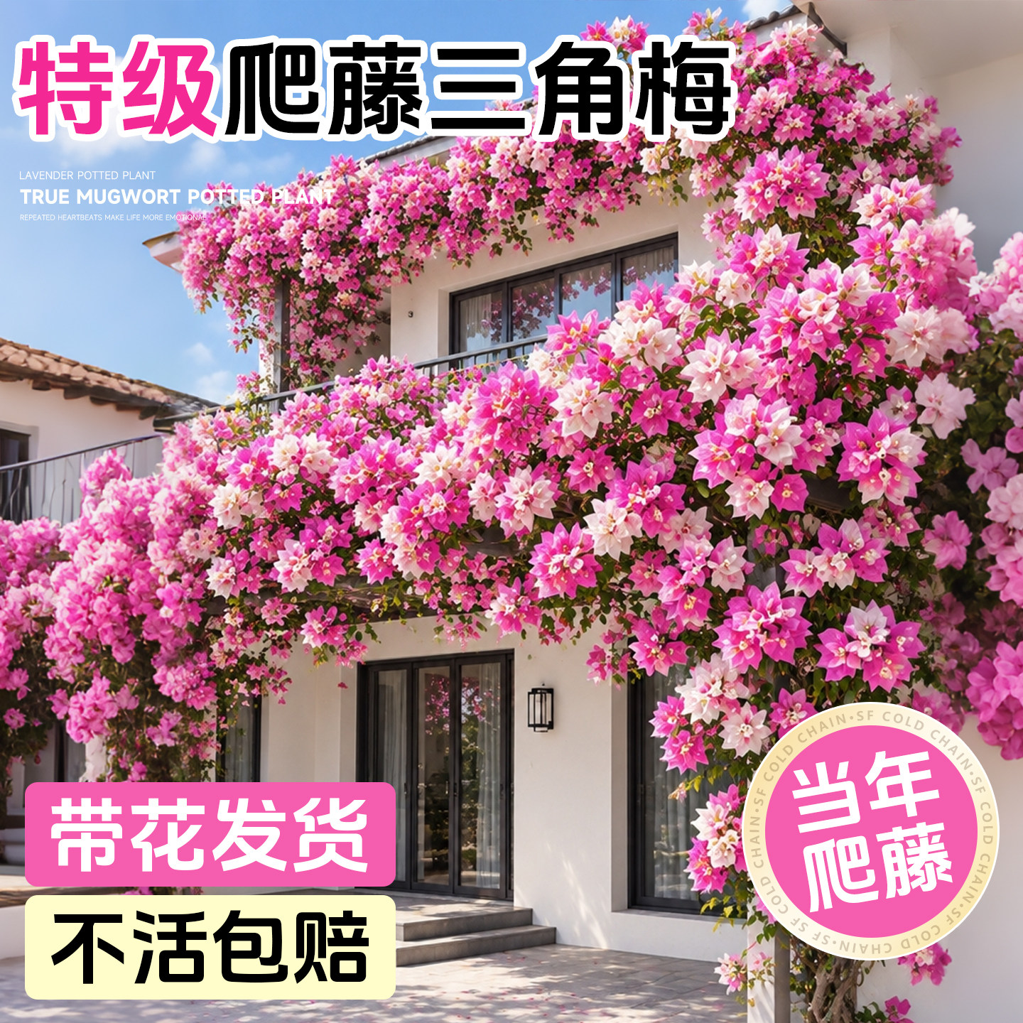 重瓣爬藤三角梅盆栽带花卉四季开花老桩特大号漳红缨庭院阳台树苗
