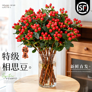 红豆鲜花云南基地直发家用插花相思豆火龙珠年宵花束水培养鲜切花