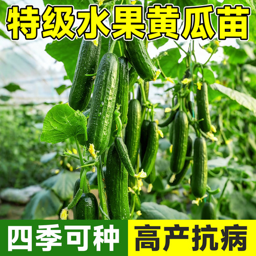 【包成活包结果】特级水果黄瓜苗