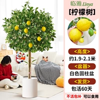 [Развитая корневая система, легко подкармливать] Лимонное дерево сорта А, около 1,9-2,1 роста в большом не совсем белом цилиндрическом горшке [Много ветвей, много результатов] Бесплатный шелк кокосовой пальмы + лоток + удобрение